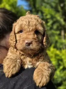 Cavapoo - Molly