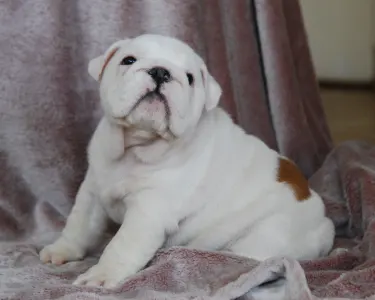 Angol bulldog - Rengőhegyi-ormán Diana