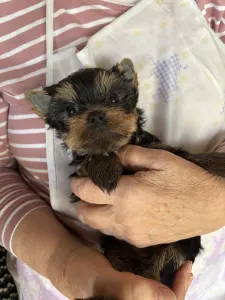 Yorkshire Terrier - Karolina