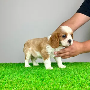 Cavalier King Charles spániel - Mayo