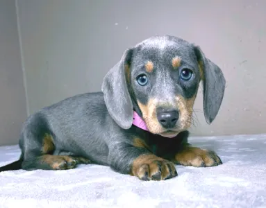 Dachshund - Nina