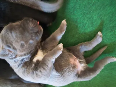 Cane Corso - Billie Ben