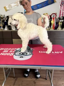 Óriás uszkár - Giant Miracle Extazy Diamond Tiara