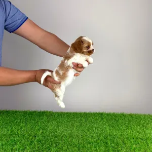 Cavalier King Charles Spaniel - Isabelle