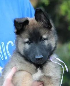 Belgischer Schäferhund - Szoszo ( Xoxo)