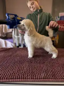 Óriás uszkár - White Boy