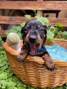 Dachshund - Plutó
