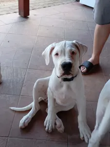 Argentin dog - Aisha Defensa Del Caballero 