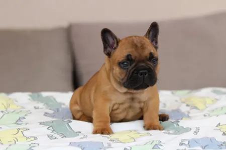 Französische Bulldogge - Udon