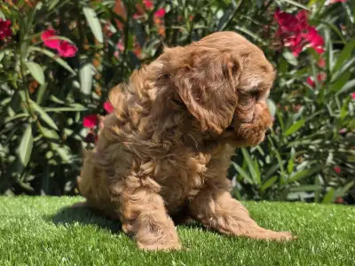 Cavapoo - Jasmin
