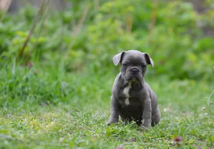 Bulldog francez - Madeleine 