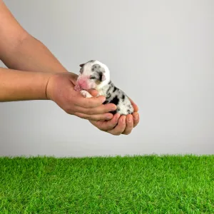 Berger australien - Crispie