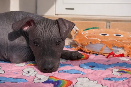 Amerykański nagi terier - Shiny Dog Fabius 