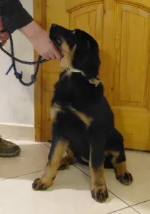 Hovawart - Buda Side Caroll Christmas 