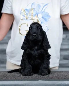 Angol Cocker spániel - La Scale Obsidian Raven