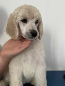 Poodle Standard - Giant Miracles Extazy Artic King Oberon