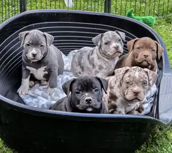 Amerikai Bully - Pocket - Ak Bully Simba/duxy