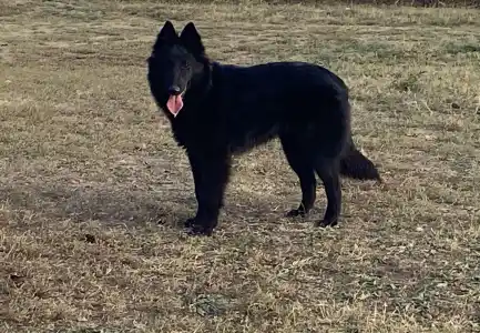 Belgischer Schäferhund - Gerőcsvári Freya