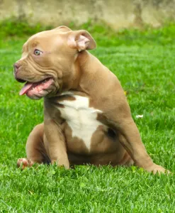 American Bully - Pocket - Ghostface Fighters Luna