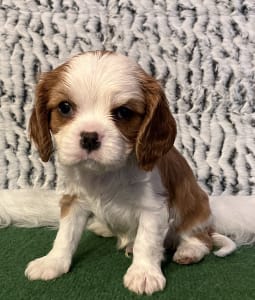 Cavalier King Charles spániel - Ashton