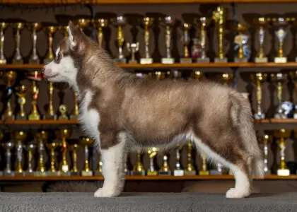 Szibériai husky - Saint Michael Island Whos The Drama Queen 