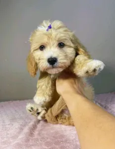 Maltipoo - Gabor