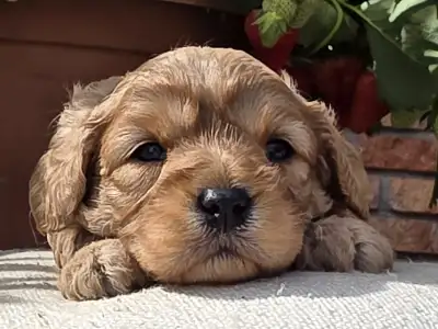 Cavapoo - Bigbob