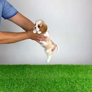 Cavalier King Charles Spaniel - Vila