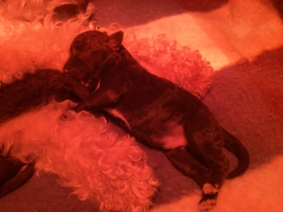 Romagna Water Dog - Biborka