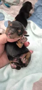 Yorkshire Terrier - Porsche Of Midsummer Nights Miracle 