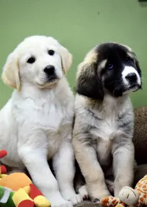 Central Asia Shepherd Dog - Jaro
