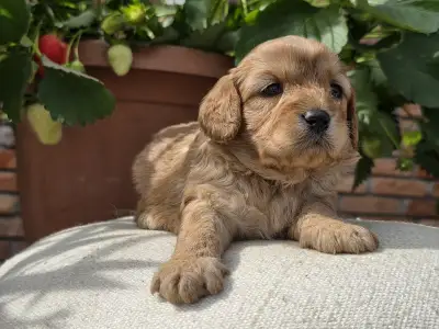 Cavapoo - Eper