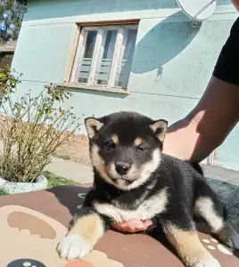 Shiba - Scamp Crowd Freyja