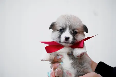 Вельш-корги пемброк - Will