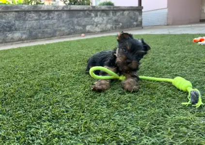 Yorkshire Terrier - Zoé