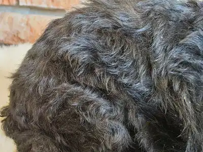 Cavapoo - Norina