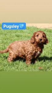 Cockapoo - Pugsley