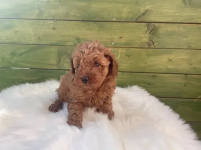 Poodle Miniature - Roxy