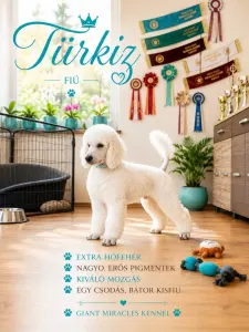 Óriás uszkár - Türkiz