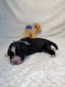 Portugalský vodní pes - Baltazar