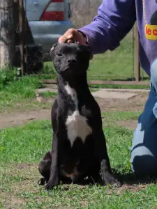 Staffordshire Bull Terrier - Dailos Deal Me In