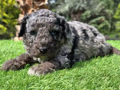 Cavapoo - Zoom