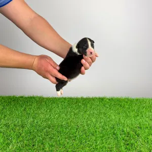 Australian Shepherd - Cash