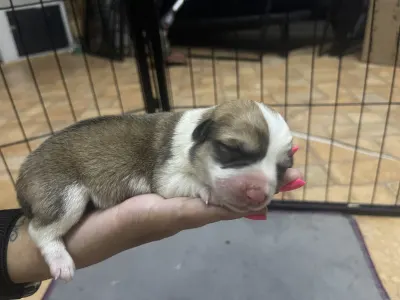 Welsh Corgi Pembroke - Ubul
