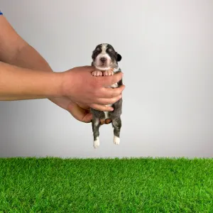 Australian Shepherd - Bigolo