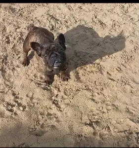 Bulldog francez - Ballószögi Barka Jessay