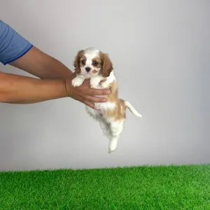 Cavalier King Charles Spaniel - Olympia