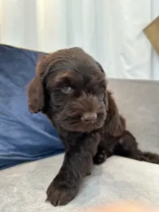 Labradoodle - Dertons Bailey
