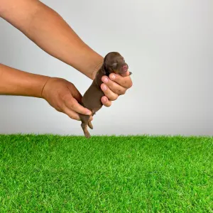 Dachshund - Chibo