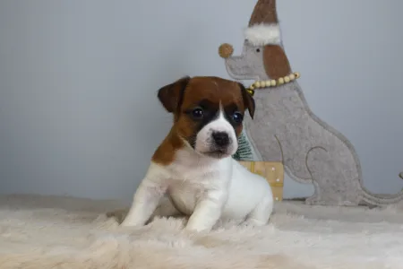 Jack Russell Terrier - Gold Leash Ursa